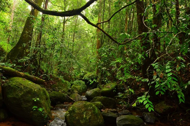 Sinharaja Rainforest