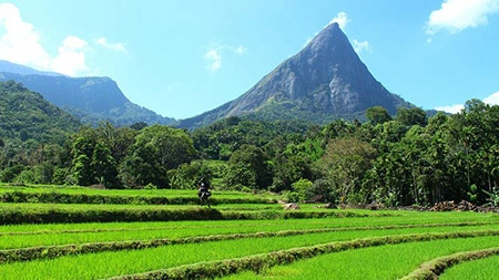 Knuckles Mountain Range