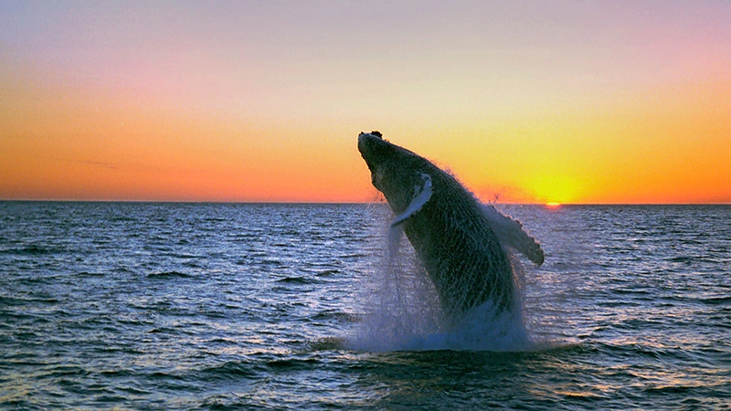 Whale Watching in Mirissa